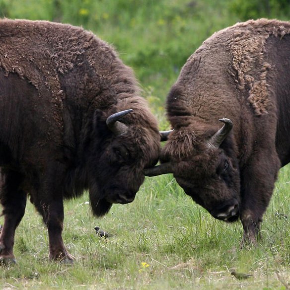 SLOVAKIA-EUROPEAN BISON