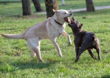 Knurrende hund