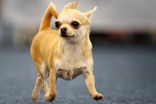 GERMANY-ANIMALS-FAIR-DOGS-