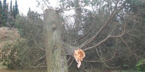 Pænt overskud i golfklub - 1