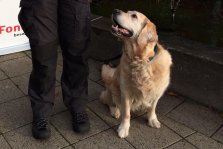 besøgshund