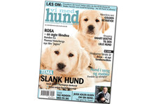 Vi med hund 2 2013