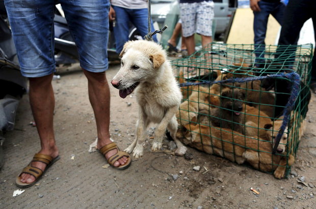 udland kvinde redder hunde fra slagtning udland kvinde redder hunde fra slagtning