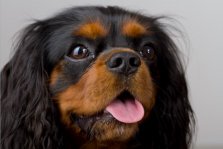 OSCAR