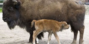 GERMANY-ANIMALS-BISON