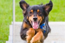 Hund