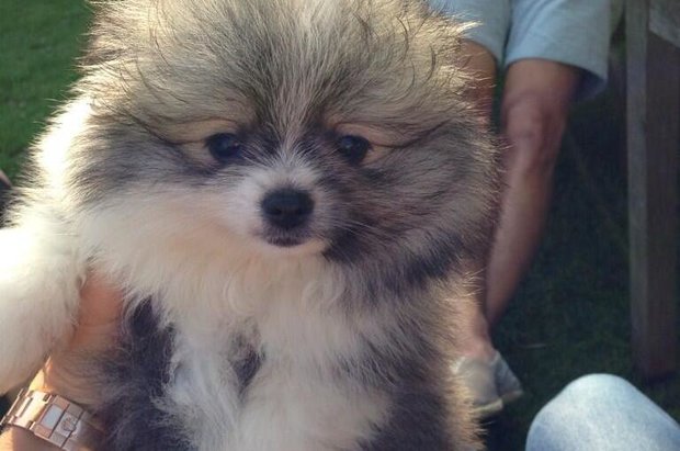 hund modeller ordsprog om penge hund modeller ordsprog om penge
