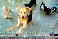 hunde