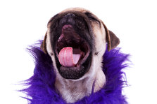 Gabende hund