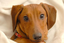 kongelig gravhund