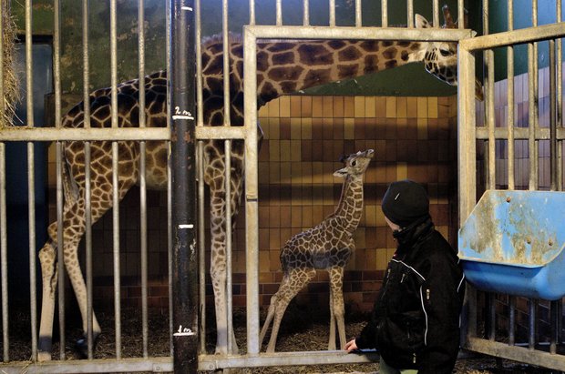 Jylland Park Zoo rabat massage6 Jylland Park Zoo rabat massage6