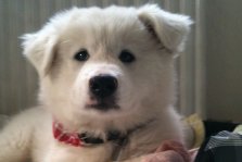 Miska