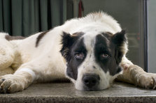 Syg hund