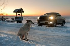Hund i sne