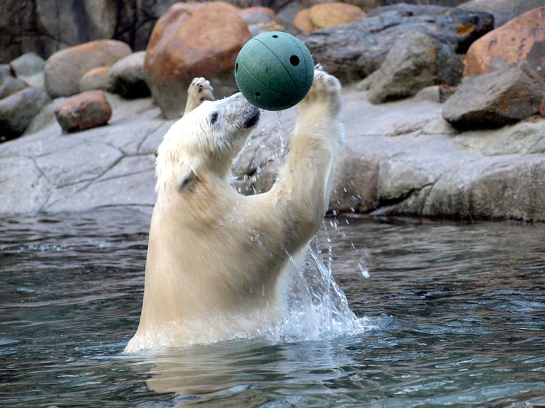 danske ledsagere Odense Zoo danske ledsagere Odense Zoo