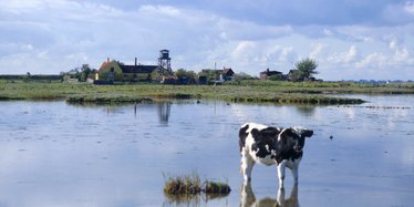 bordel København ingen ko på is bordel København ingen ko på is