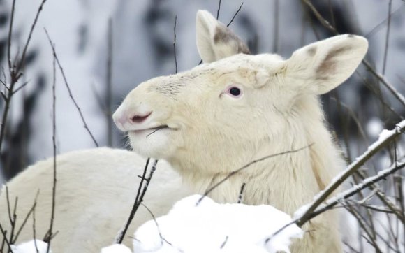 Albino Elg