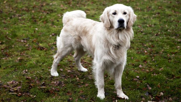 allemand francais ihren hund allemand francais ihren hund