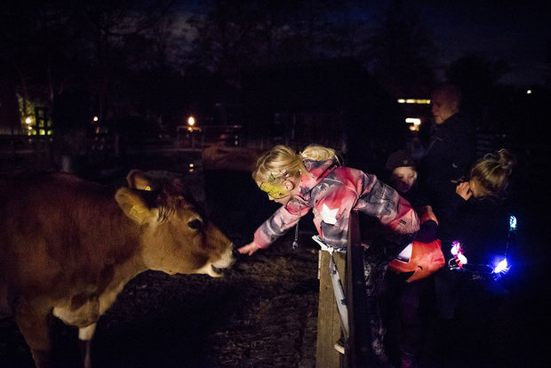 Nogle havde tid til at hilse på dyrene undervejs i løbet. Foto: Mads Joakim Rimer Rasmussen