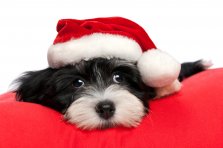 julehund