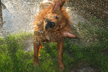 vaad hund