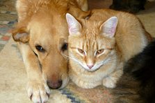 Hund og kat